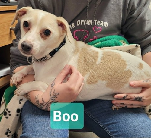 Boo
