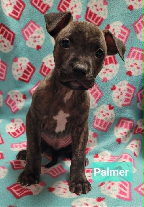 Palmer