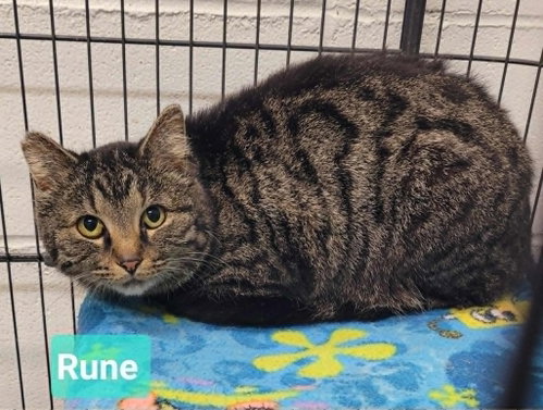 Rune