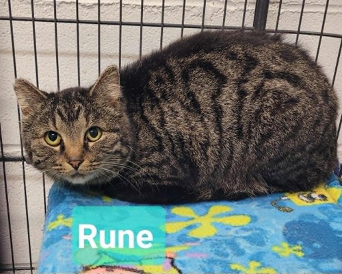 Photo 3 of Rune