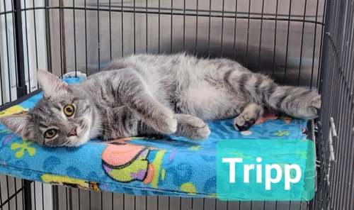 Tripp