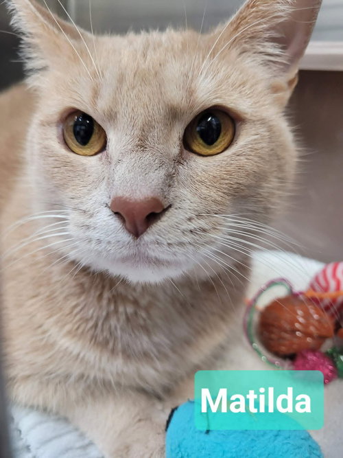 Matilda