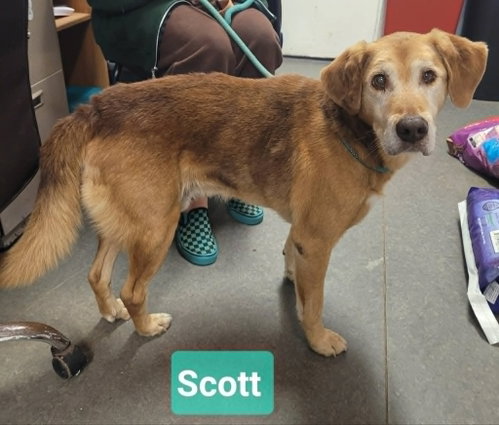 Scott