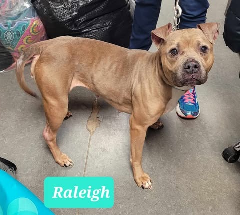 Raleigh photo 4
