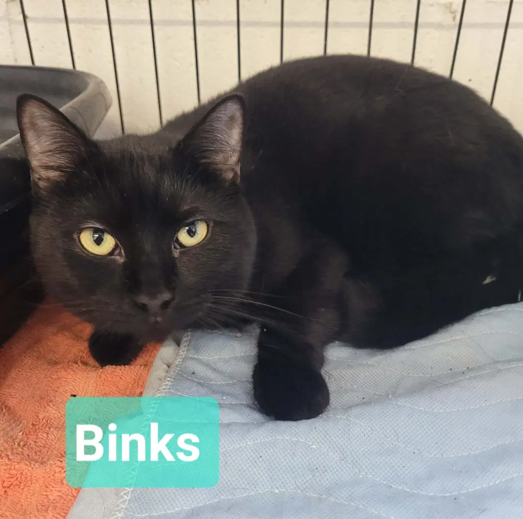 Binks - Domestic Short Hair