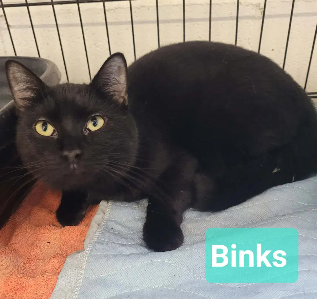 Binks image 2
