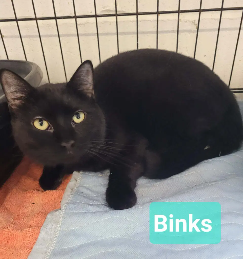 Binks image 3