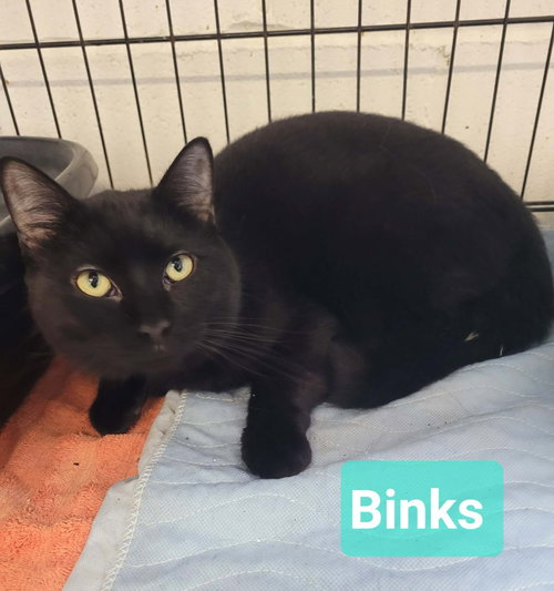 Binks photo 3