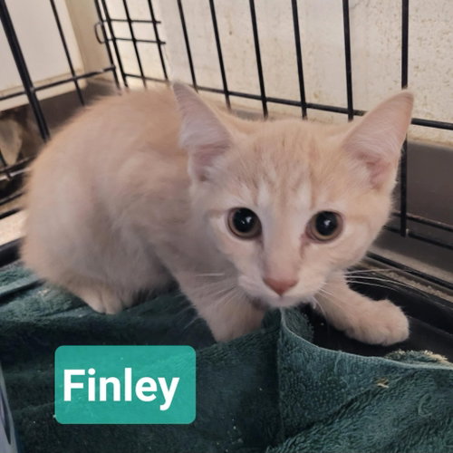 Finley, an adoptable Domestic Short Hair in Richmond, IN