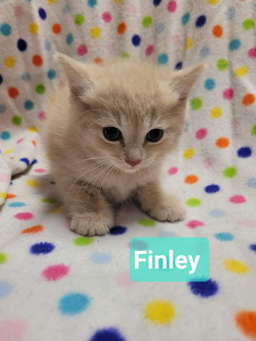 Finley photo 2