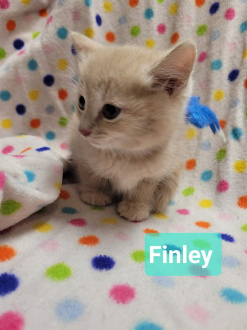 Finley photo 3
