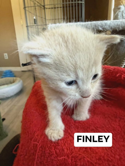 Finley photo 4