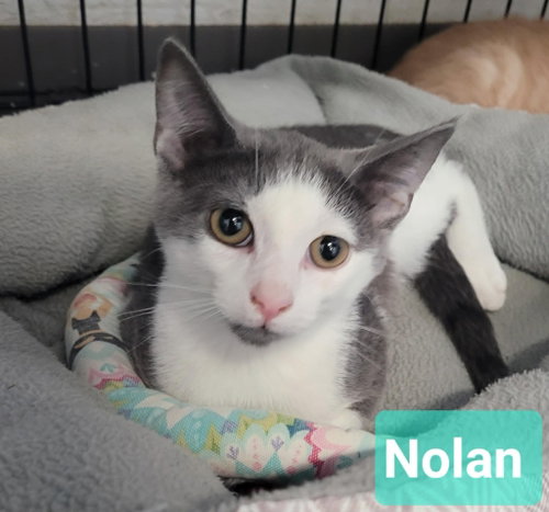 Nolan, an adoptable Domestic Short Hair in Richmond, IN