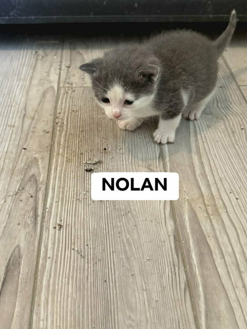 Nolan photo 4