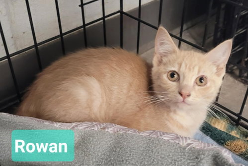 Rowan, an adoptable Domestic Short Hair in Richmond, IN
