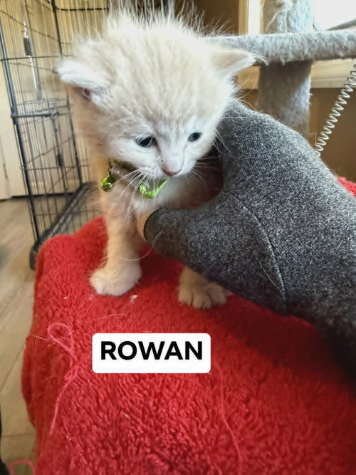 Rowan photo 4
