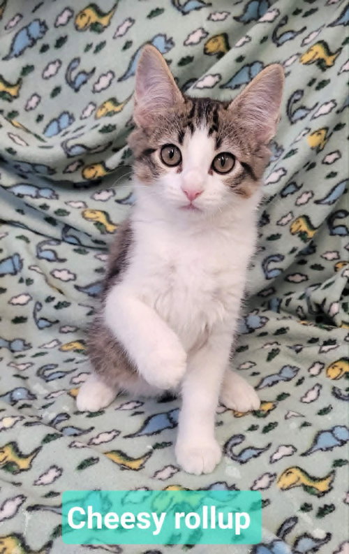 Cheesy rollup, an adoptable Domestic Medium Hair in Richmond, IN