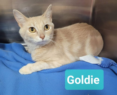 Goldie, an adoptable Domestic Short Hair in Richmond, IN