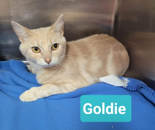Goldie photo 2
