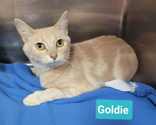 Goldie photo 3