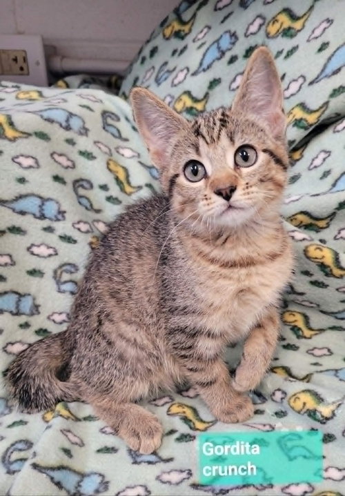 Gordita crunch, an adoptable Domestic Short Hair in Richmond, IN
