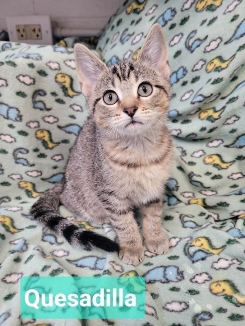 Quesadilla, an adoptable Domestic Short Hair in Richmond, IN