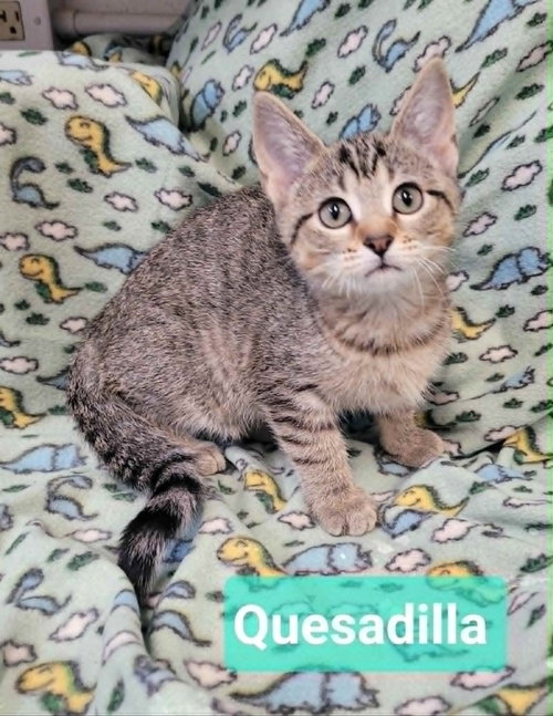Quesadilla photo 2