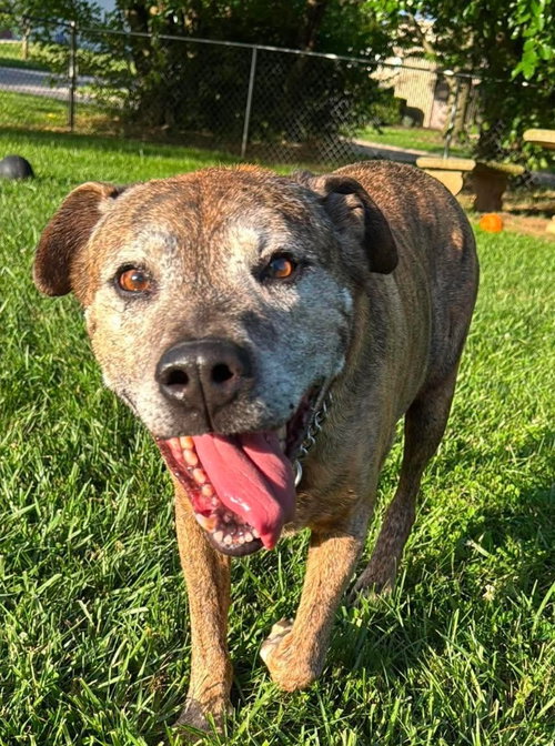 Duke, an adoptable Labrador Retriever in Richmond, IN