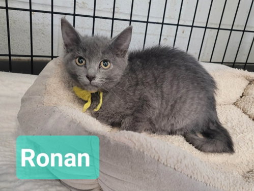 Ronan photo 2