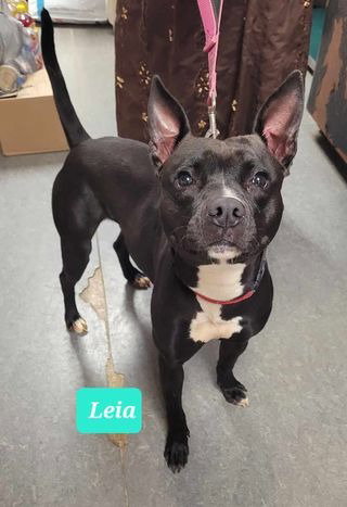 Leia photo 3