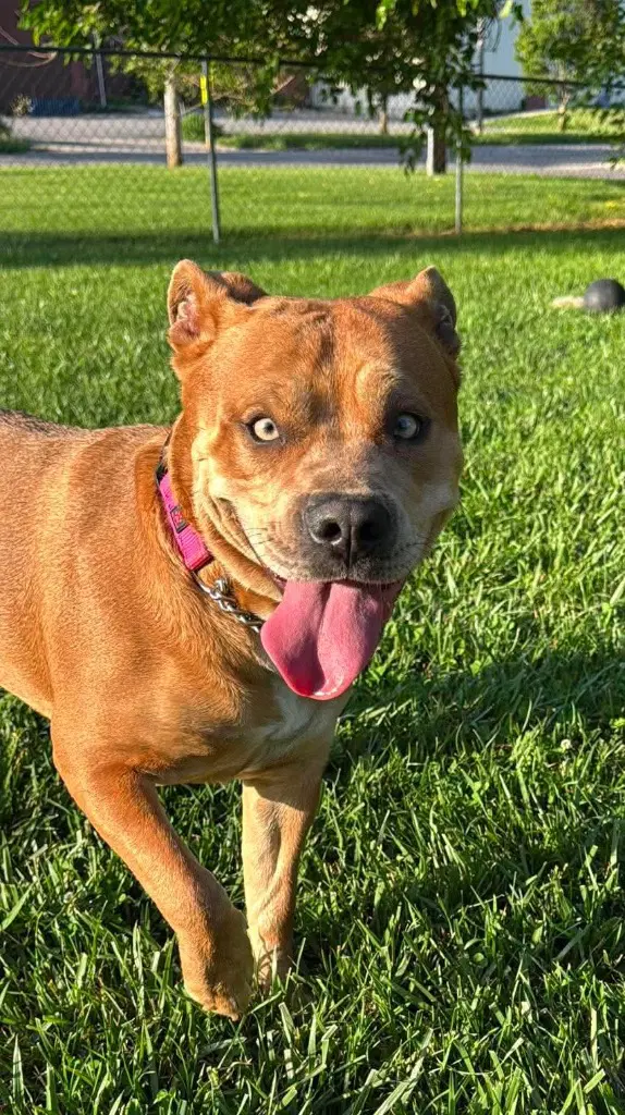 Keeva - Staffordshire Bull Terrier