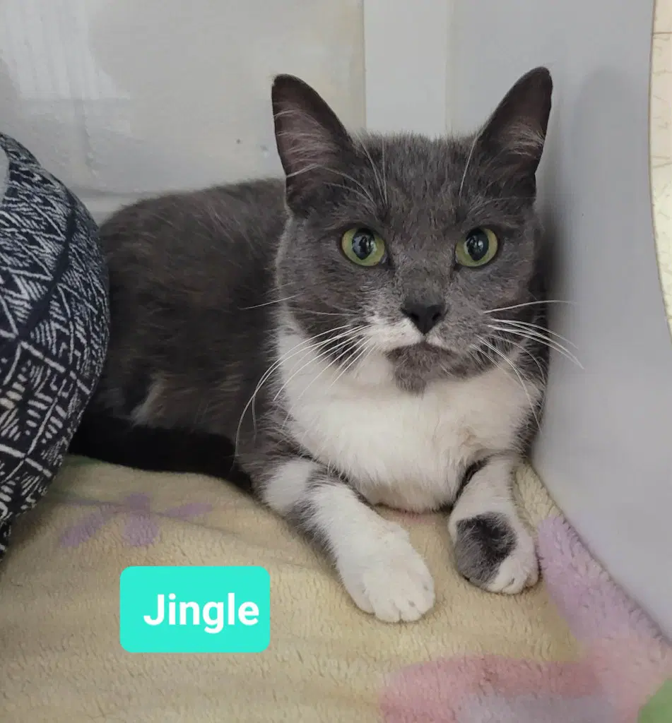Jingle-Sponsored - Domestic Short Hair
