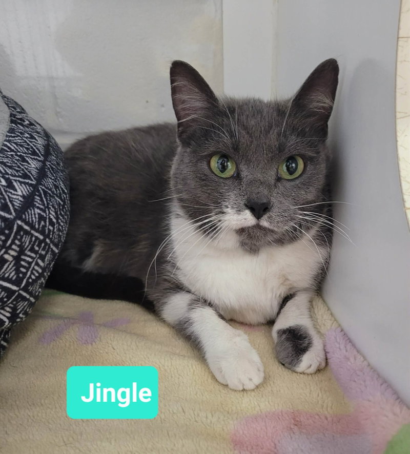 Jingle-, photo 3