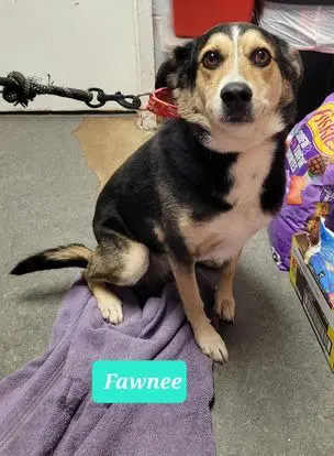 Fawnee - Australian Shepherd
