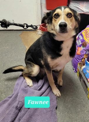 Fawnee