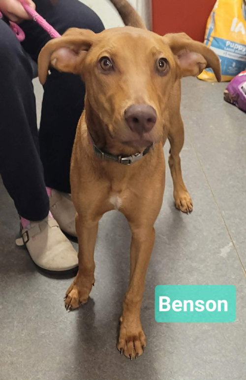 picture of the dog needing adoption