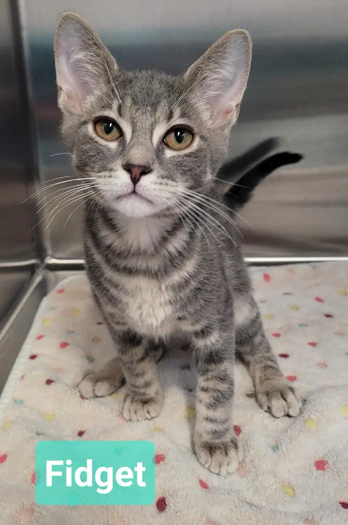 Fidget - Domestic Short Hair