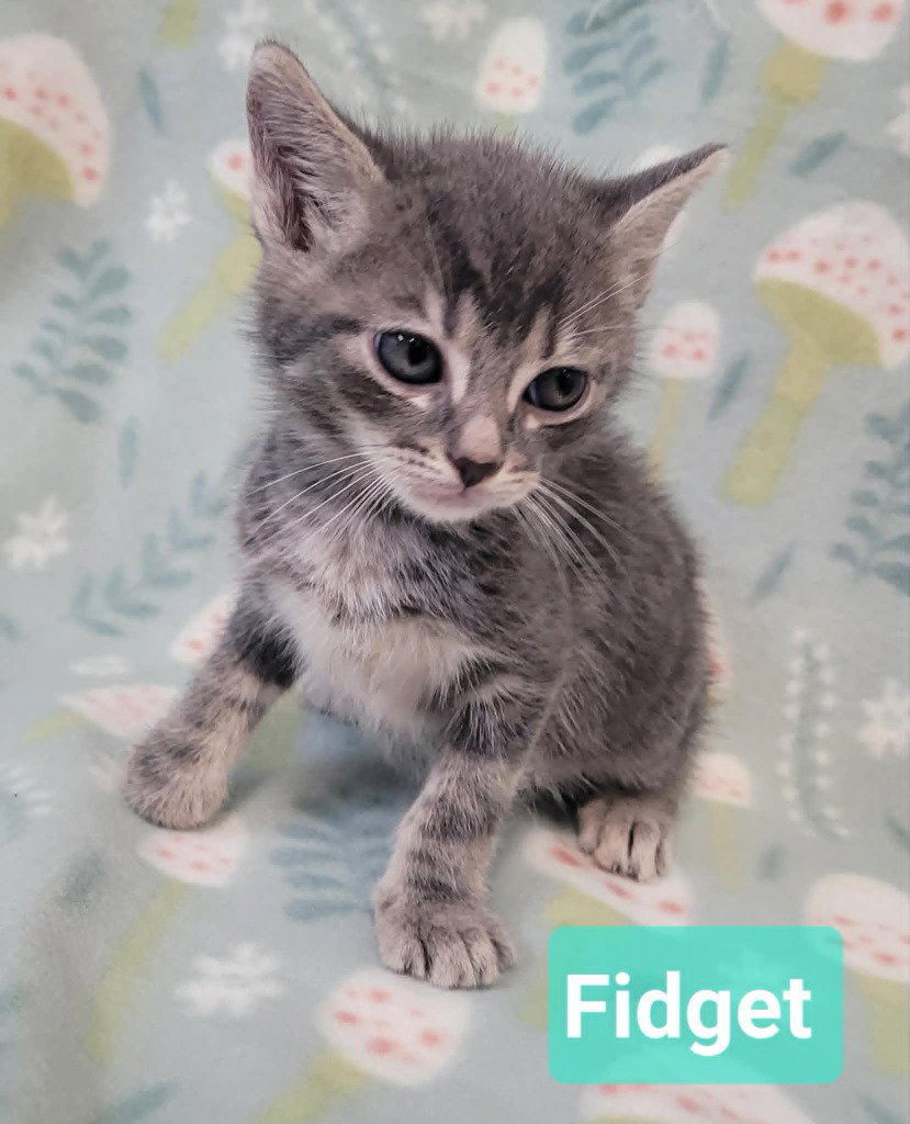 Fidget, photo 4