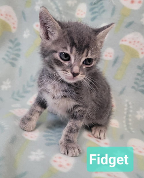 Photo 4 of Fidget