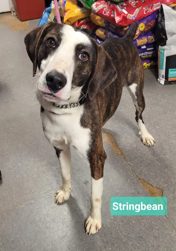 Stringbean - Pointer
