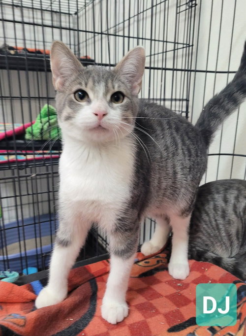 picture of the cat needing adoption