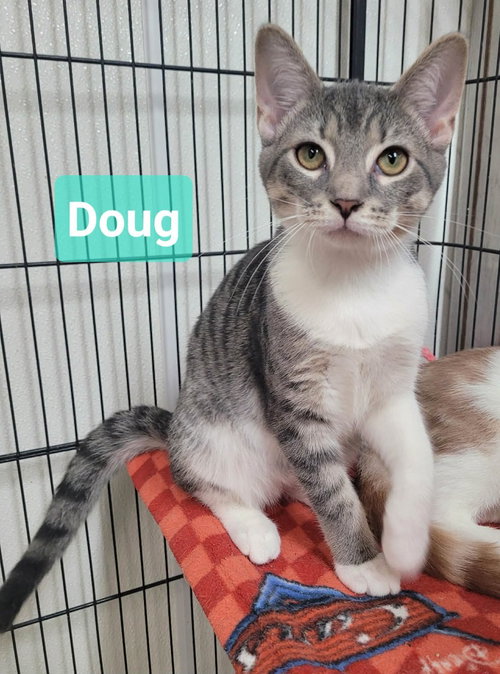 picture of the cat needing adoption