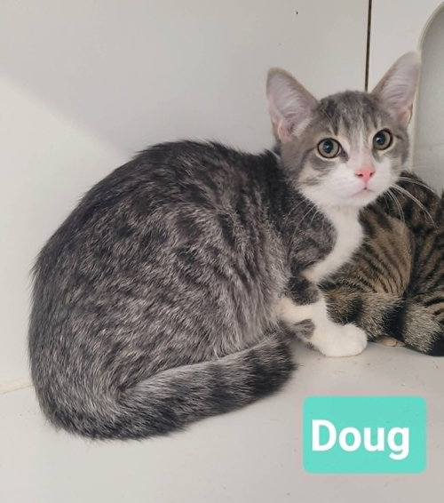 Photo 3 of Doug