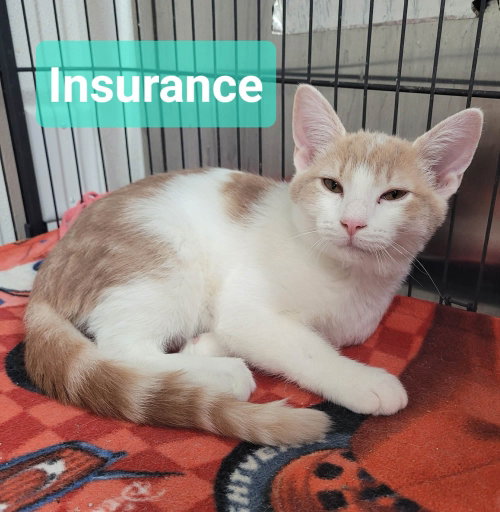 picture of the cat needing adoption