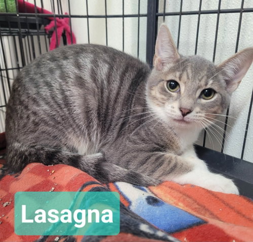 picture of the cat needing adoption