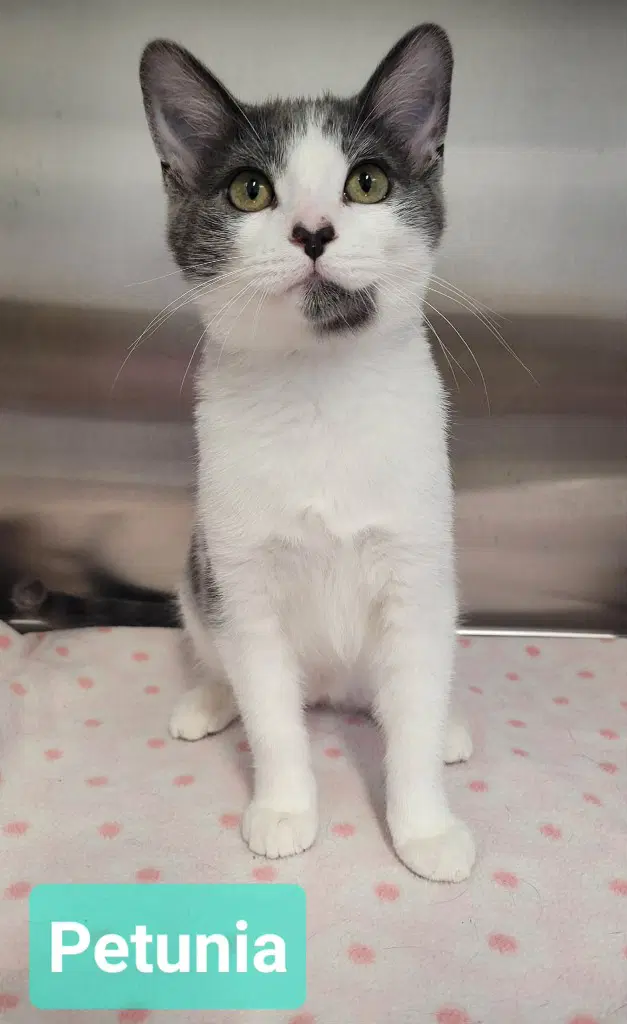 Petunia - Domestic Short Hair