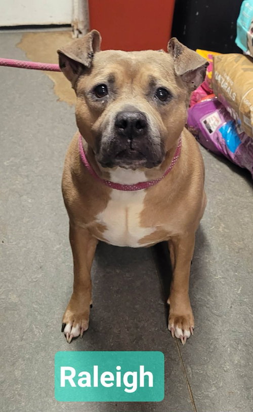 picture of the dog needing adoption