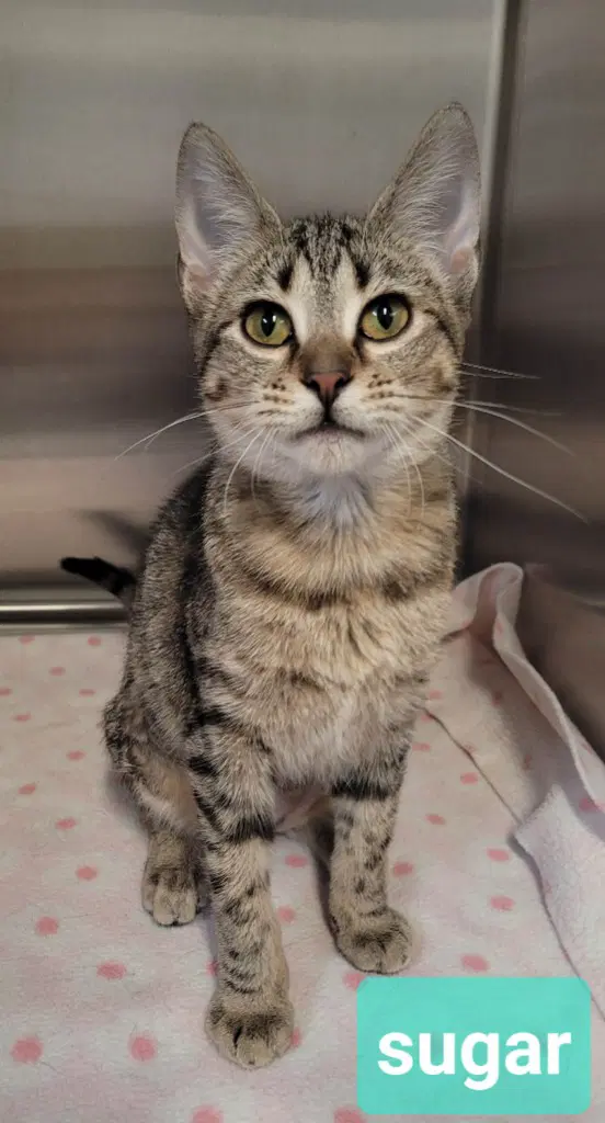 Sugar - Domestic Short Hair