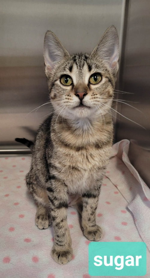 Sugar, a cat for adoption from Help the Animals Inc.