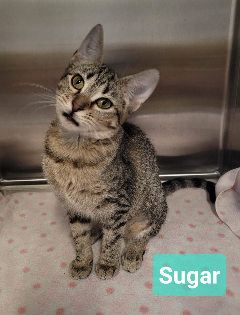 Sugar, photo 2